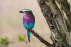 A lilac-breasted roller perched on a tree branch Masai Mara National Reserve-Kenya-Africa Art Print